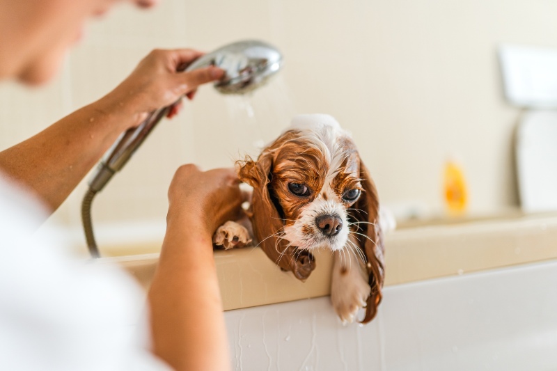 Pet Bathing Services in Scottsdale, AZ