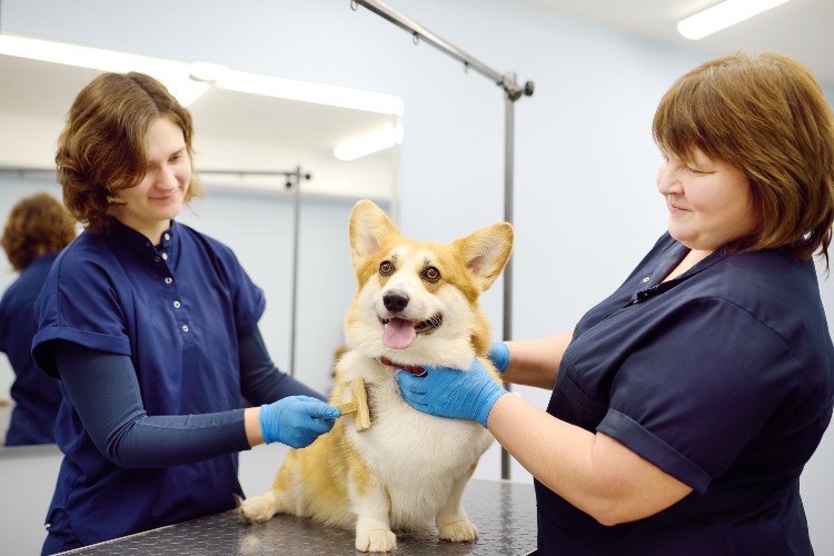 Pet Grooming in Scottsdale, AZ